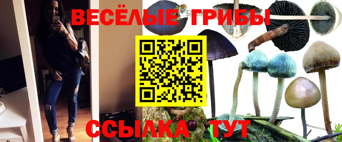 Галлюциногенные грибы Psilocybe Морозовск
